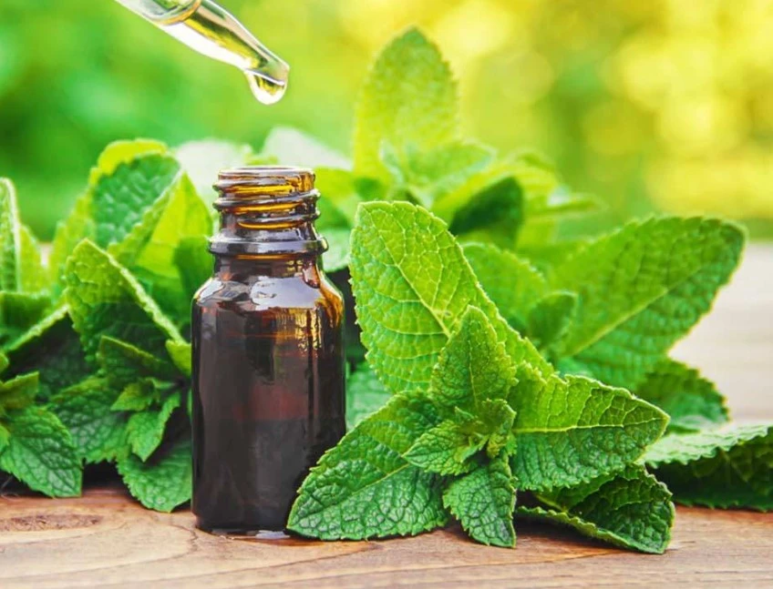 Peppermint herbs for love.
herbs for self love,
self love herbs,	
self love spells,
herbs to attract love,	
herbs for love and romance,	
herbs for self-love,	
herbs for love spells,